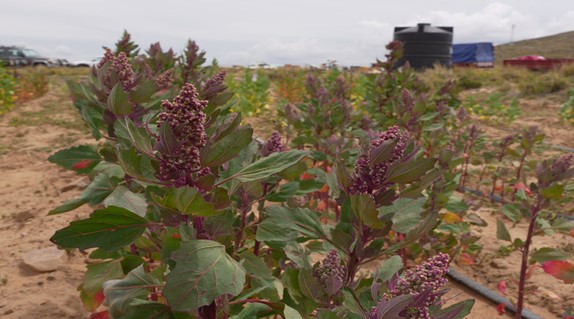 LA QUINUA REAL BOLIVIANA DEMUESTRA   SUPERIORIDAD NUTRICIONAL FRENTE A VARIEDADES GLOBALES SEGÚN RECIENTE ESTUDIO INTERNACIONAL